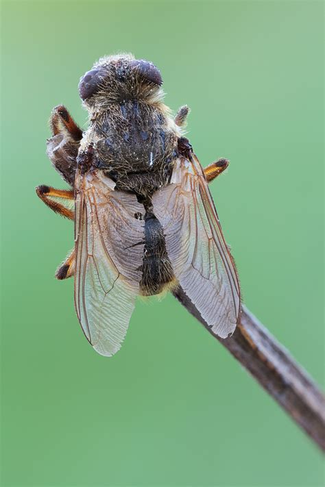 warble fly ii flickr photo sharing