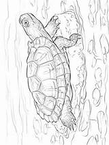 Kleurplaten Schildpadden Kleurplaat Zo sketch template