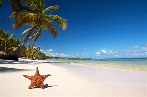 hd hintergrundbilder strand mit palmen seestern sommer meer urlaub kostenlos schoene aussicht