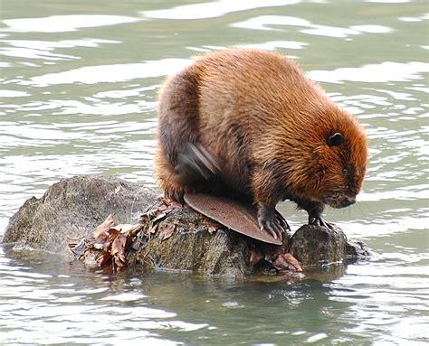 beaver interesting fact fun  wildlife