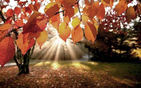 mooie herfst achtergrond mooie leuke achtergronden voor je bureaublad pc laptop tablet