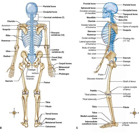 human skeleton diagram side view skeletal unlabeled sciencegeek