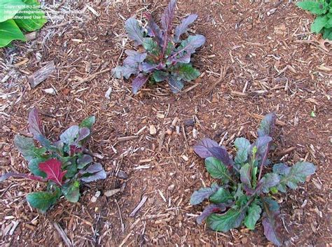 plantfiles pictures salvia cancer weed lyreleaf sage purple volcano salvia lyrata by