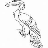 Hornbill Coloring 300px 04kb sketch template