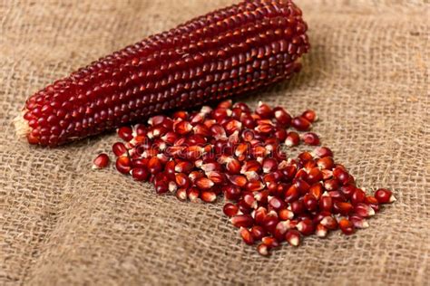 red corn stock image image  nature husk health cereal