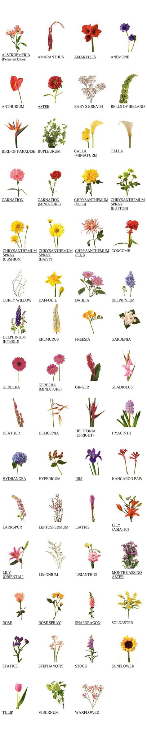 list  flower names  pictures