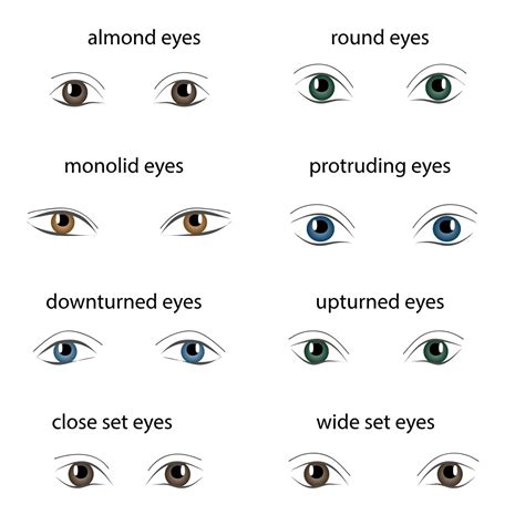 types  eye shapes