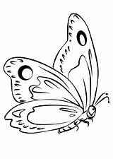 Farfalle Schmetterling Malbuch Seiten Semplici Butterflies Gratis sketch template