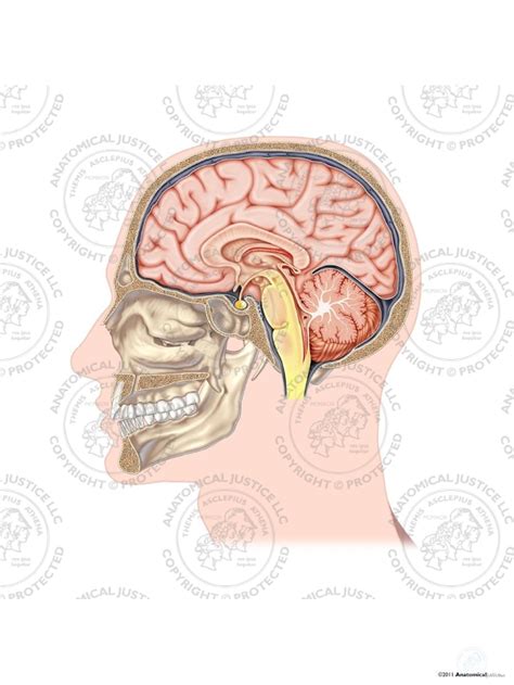 sagittal section   brain  text