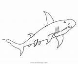 Shark Megamouth Coloring Pages Xcolorings 39k 800px 964px Resolution Info Type  Size sketch template
