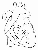 Heart Human Coloring Outline Diagram Printable Blank Printablee Anatomical Anatomy Via sketch template