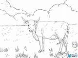 Cattle Cows Hereford Colouring Grazing Horned Justcoloringbook sketch template