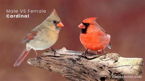 male  female cardinal