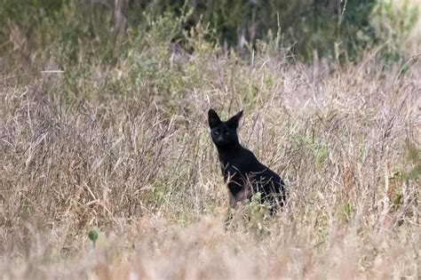 Exclusive Rare Black Wildcat Caught On Film In Africa