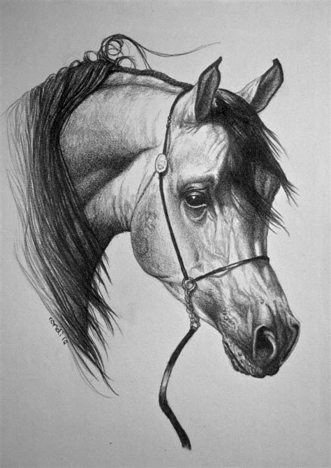 images  arabian horses  art  pinterest friendship