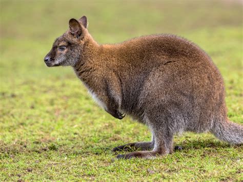 meet  wallaby  australia  life pile