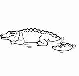 Crocodile Coloring Sun Coloringsun sketch template