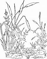 Cattails Drawing Cattail Plant Coloring Template Getdrawings Sketch sketch template