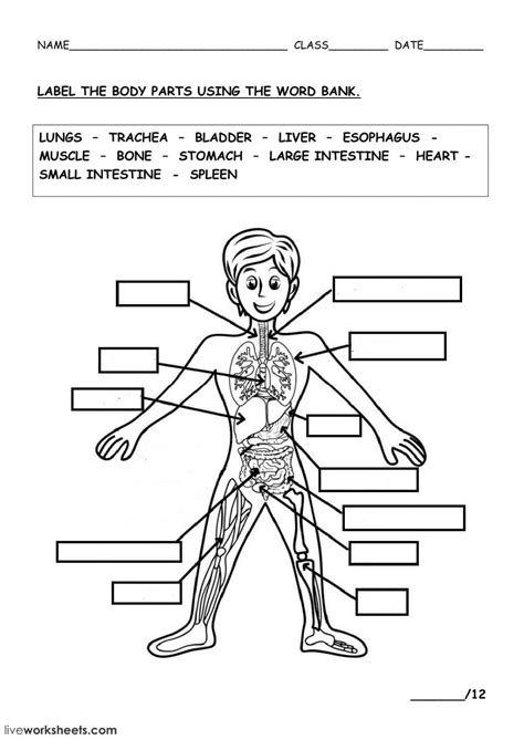 human body interactive worksheet human body worksheets body