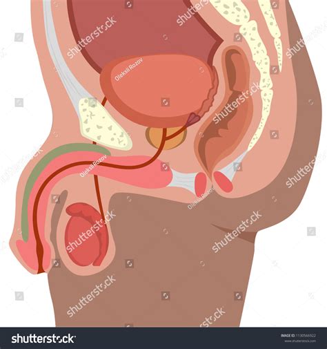Male Reproductive System Vector Illustration Male 库存矢量图（免版税）1130566922