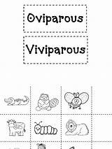 Oviparous Viviparous sketch template