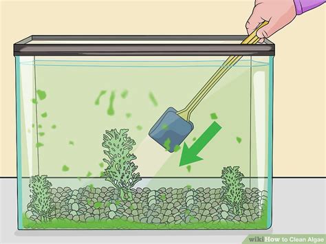 ways  clean algae wikihow