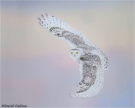 snow owl  action dancadphotography daniel cadieux buhos