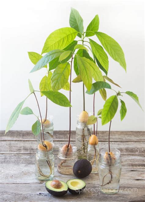 Best Way To Grow Avocado Tree From Seed