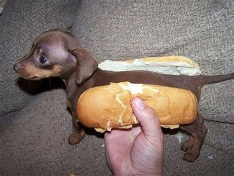 funny hot dogs funny pictures