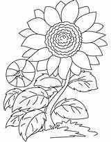 Mewarnai Bunga Mudah Terbaru Yang sketch template