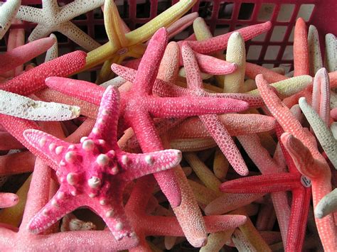 starfish   photo  freeimages