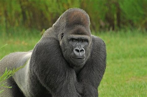 typical silverback silverback gorilla animals