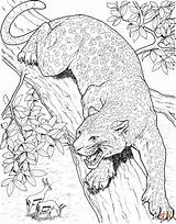 Coloring Leopard Snow Pages Popular Leopards sketch template