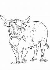 Bull Bulls Cattle Rodeo Mammals sketch template