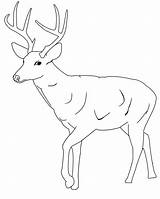 Deer Coloring Pages Tailed Printable Baby Buck Cute Kids Whitetail Clipart Antlers Drawing Animal Antler Template Mule Print Color Colouring sketch template