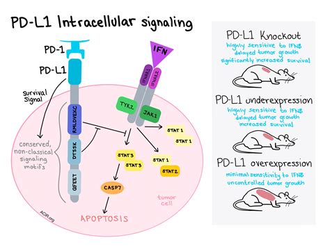 Pdl1 Signals Through Conserved Sequence Motifs To Overcome Interferon