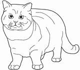 British Cat Shorthair Coloring Chat Cats Dessin Coloriage Chats Facile Gif Drawings Pages Flowers Some sketch template