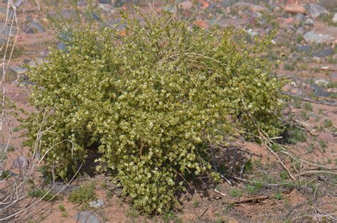 ambrosia salsola cheesebush southwest desert flora