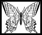 Coloring Swallowtail Wecoloringpage sketch template