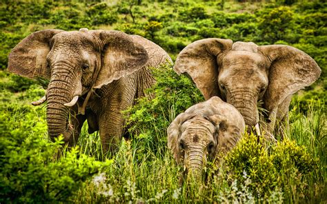 wallpapers elephants family hrd africa savannah elephants