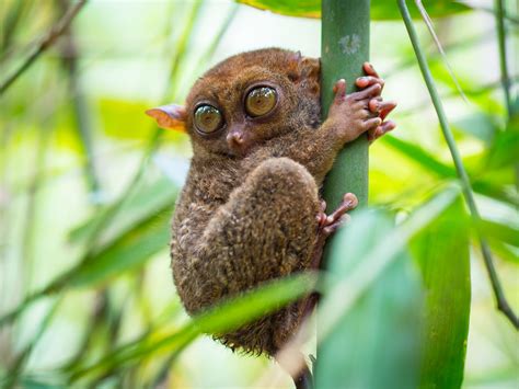 Tarsier In Bohol Philippines The Philippine Tarsier Is