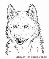 Lineart Wolves Ferox Canis Gesicht Painting Umrisszeichnungen sketch template