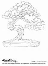 Bonsai Coloring Book Designlooter 87kb 900px sketch template
