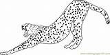 Cheetah Coloring Pages Running Stretching Color Drawing Line Printable Getcolorings Cheetahs Colo Getdrawings Coloringpages101 Print Popular sketch template