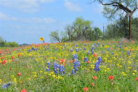 find wildflowers experts weigh