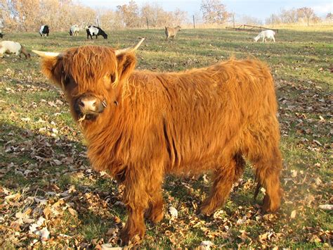miniature  breeds discover  adorable world  miniature highland cattle