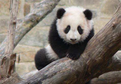 cute baby panda pandas photo  fanpop