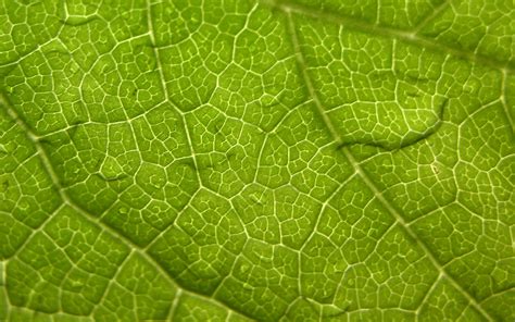 Leaf Close Up Wallpaper 1680x1050 30762