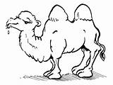 Camel Coloring Pages Kids Printable Animal sketch template