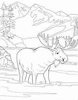 Coloring Pages National Moose Park Printable Denali Animal Malvorlagen Landschaft Yellowstone Drawing Kids Heute Verlassen Zeichnungen Alphabet Herz Plakat Ausmalen sketch template